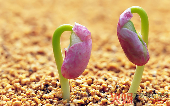 ؐʿ��׌ֲ�������o(w��)�ޱ��l(f��)