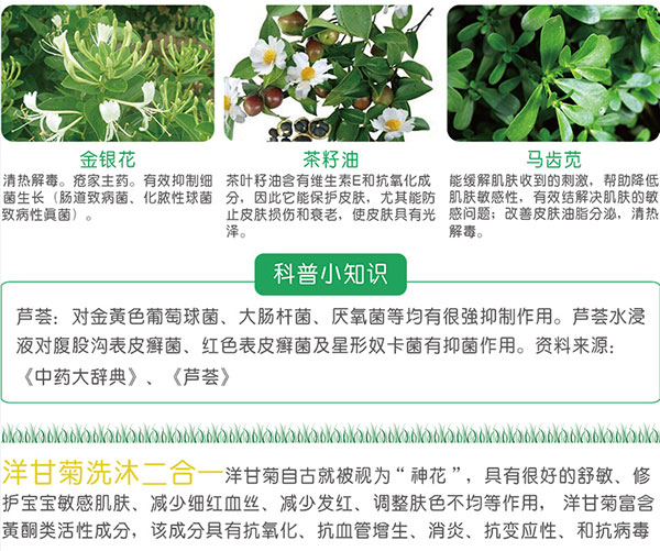 洋甘菊.jpg 洋甘菊.jpg