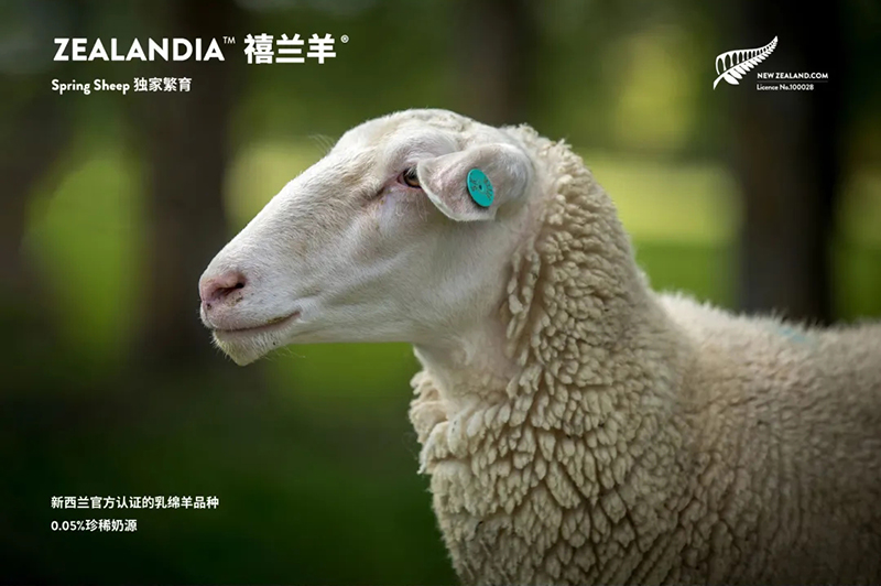 Spring Sheep���dȫ�d����׃��̷�����^ע���@�G����CBME05.jpg