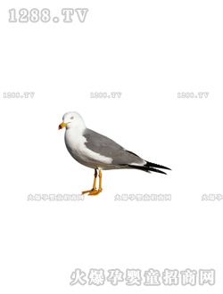 �����ٿƿ�֮�B(ni��o)�(l��i)ƪ